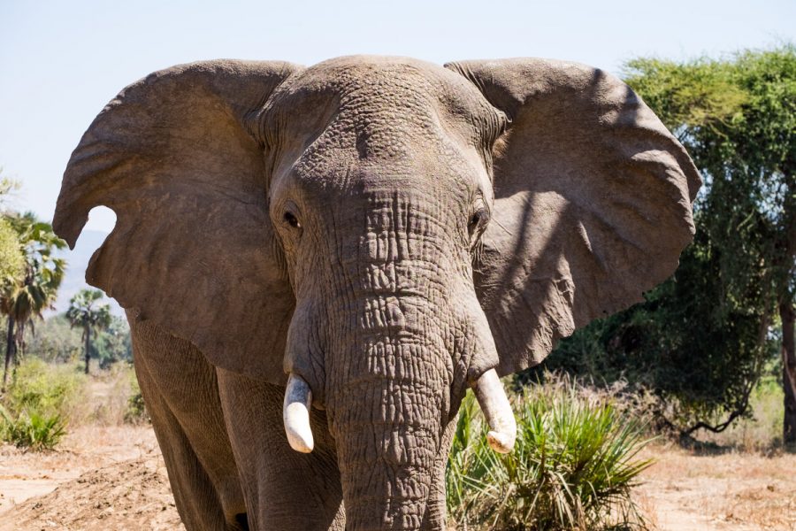 safari africa