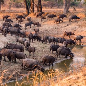 sambia safari buffalo