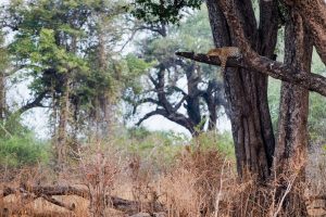 safari africa