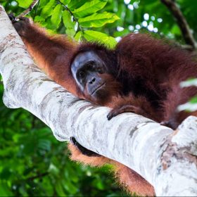 jungle in borneo<span>Travel Documentary</span>