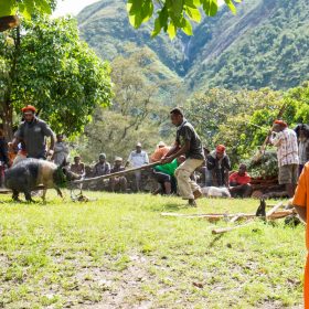 pig ceremony
